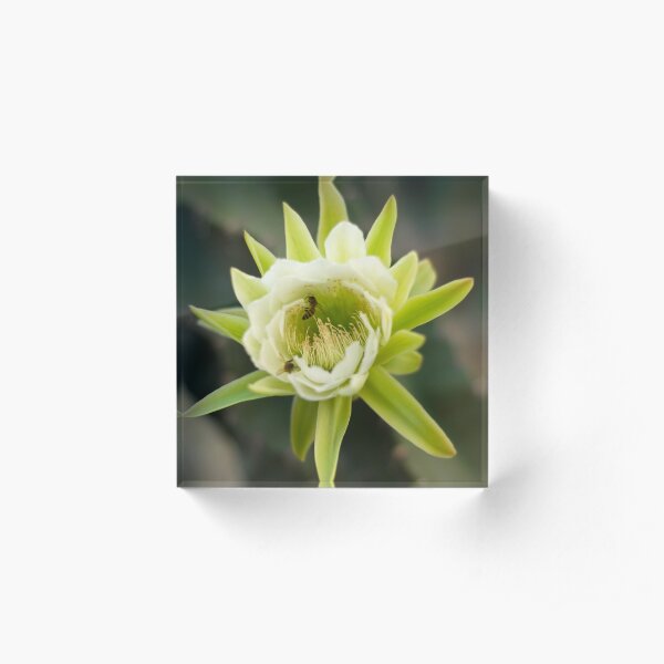 Princess of the Night - Bloom with Playful Bees Acrylic Block