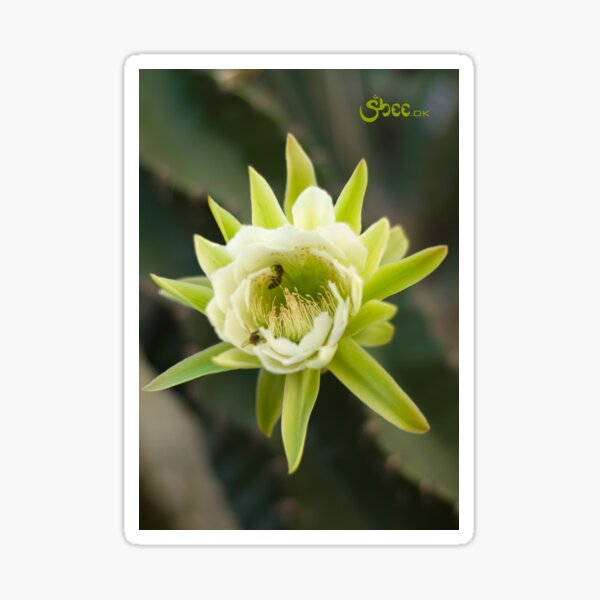 Princess of the Night - Bloom with Playful Bees Sticker