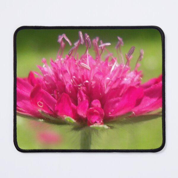 Item preview, Scabiosa ~ Greater Knapweed designed and sold by angel1.