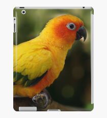 Sun Conure II iPad Case/Skin