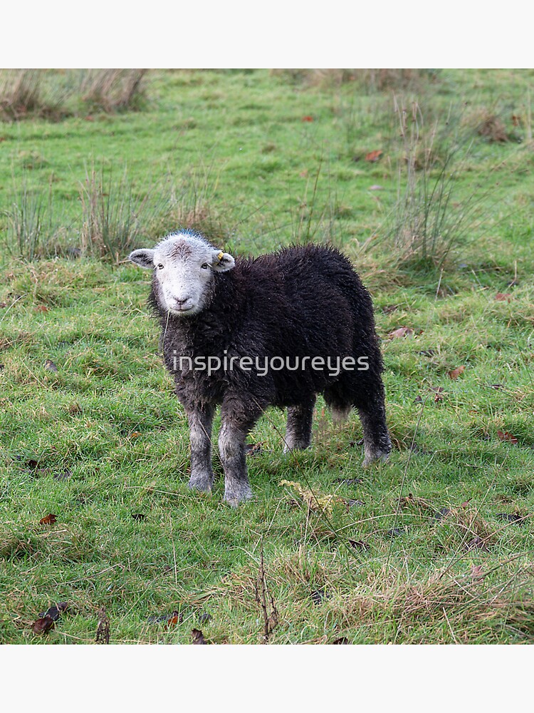"A curious herdwick sheep" Sticker for Sale by inspireyoureyes Redbubble