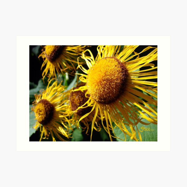 Sunflowers in Bloom - Shee Nature Photography Art Print