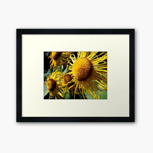 Sunflowers in Bloom - Shee Nature Photography Framed Art Print