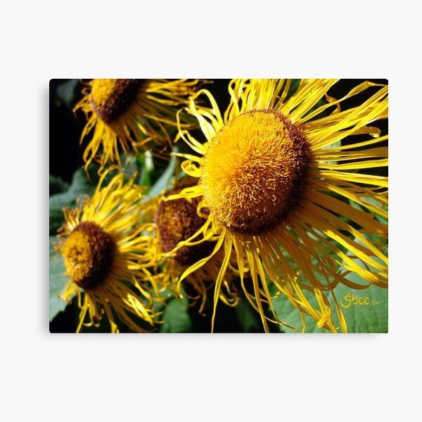 Sunflowers in Bloom - Shee Nature Photography Canvas Print