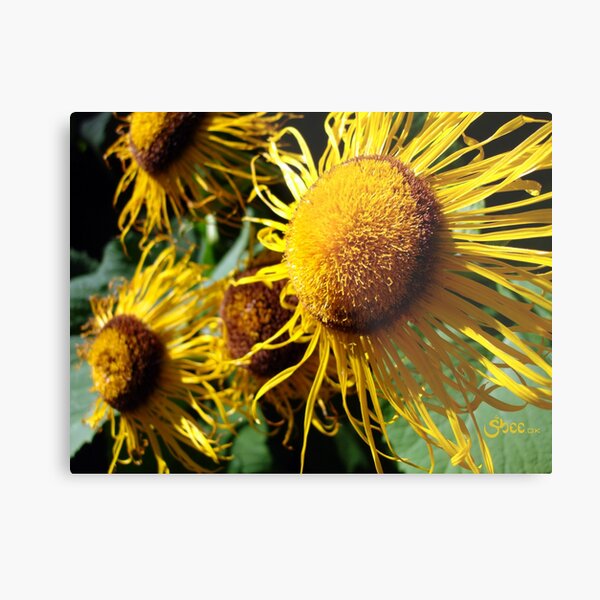 Sunflowers in Bloom - Shee Nature Photography Metal Print
