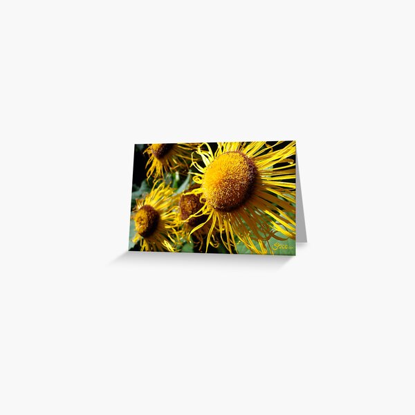 Sunflowers in Bloom - Shee Nature Photography Greeting Card