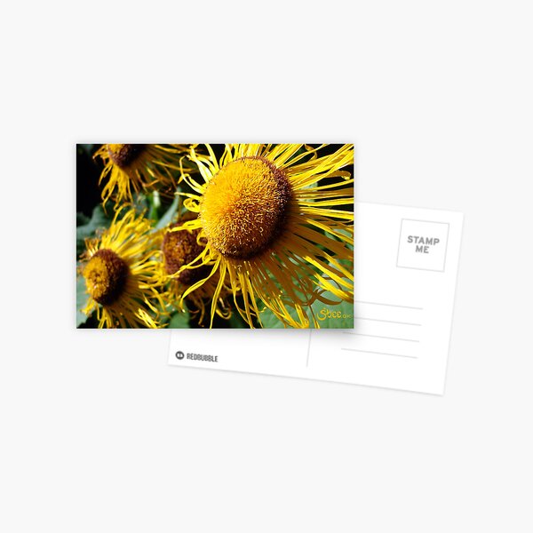 Sunflowers in Bloom - Shee Nature Photography Postcard