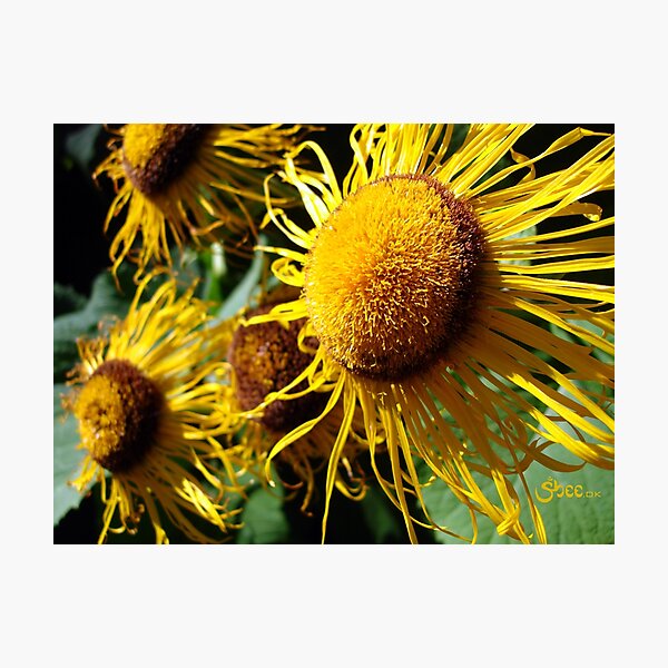 Sunflowers in Bloom - Shee Nature Photography Photographic Print