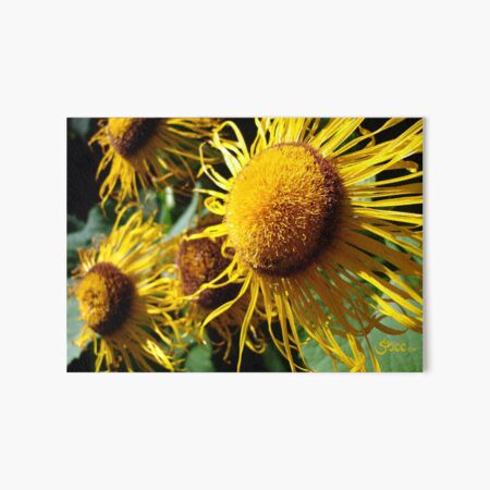 Sunflowers in Bloom - Shee Nature Photography Art Board Print