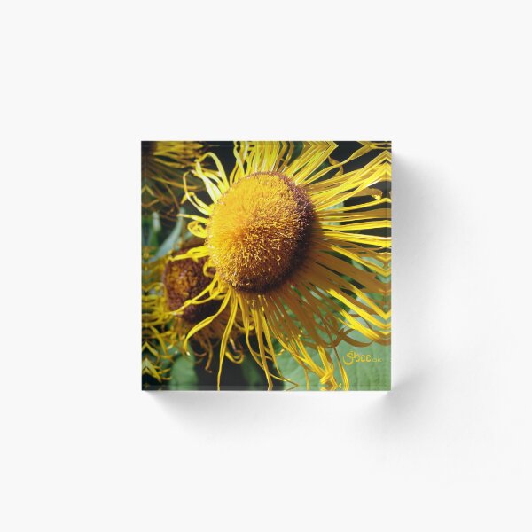 Sunflowers in Bloom - Shee Nature Photography Acrylic Block