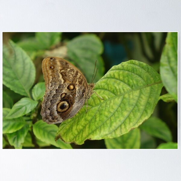 Item preview, blue clipper designed and sold by frogs123.