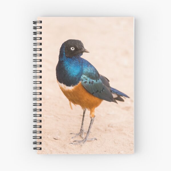 Item preview, Superb Starling designed and sold by ccullen222.