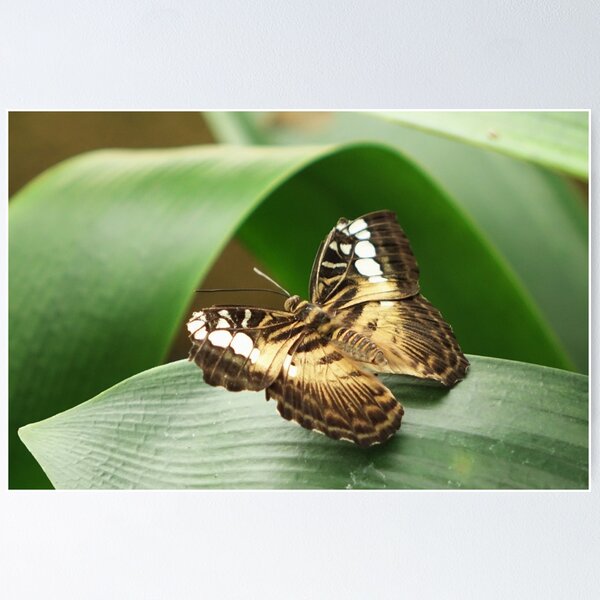 Item preview, Brown clipper designed and sold by frogs123.