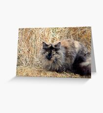 Kitty in November Greeting Card