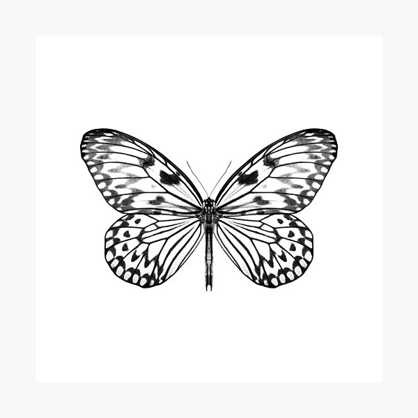 Mono Rice Paper Butterfly Photographic Print
