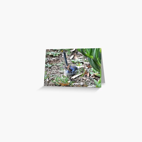 Immature male Variegated Fairy-wren Greeting Card