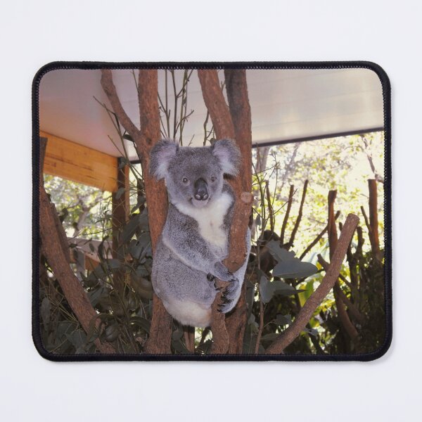 Item preview, Cuddly Australian Koala Bear designed and sold by jaynerushton.