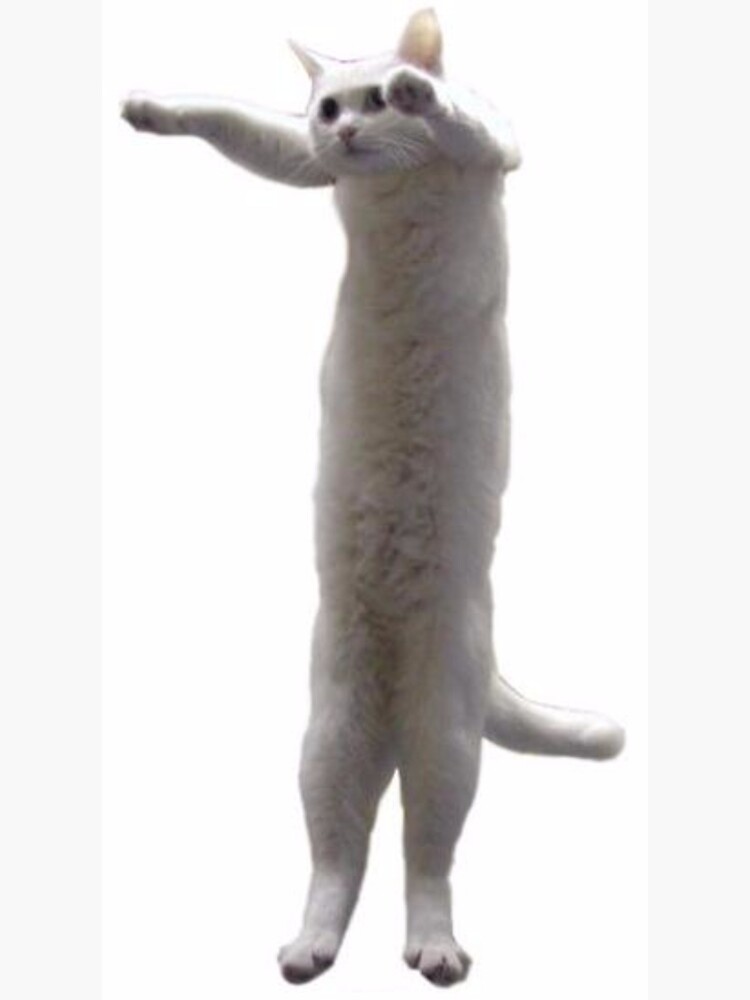 Котики на лапках стоят. Длиннокот и Токоннилд. Длинный кот. Белый кот на задних лапах. Котик на задних лапах.