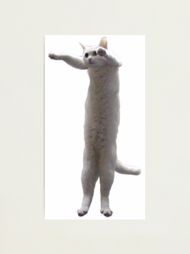 Long Cat Meme Photographic Print for Sale by lolhammer