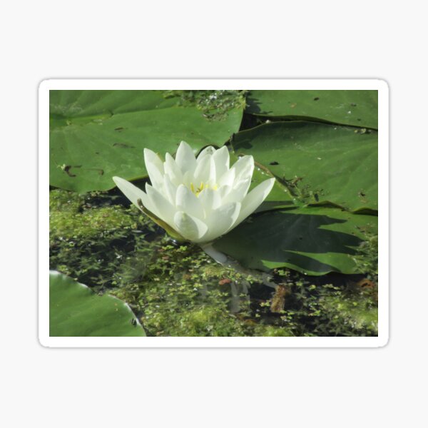 A Water Lily and Lily Pads Sticker