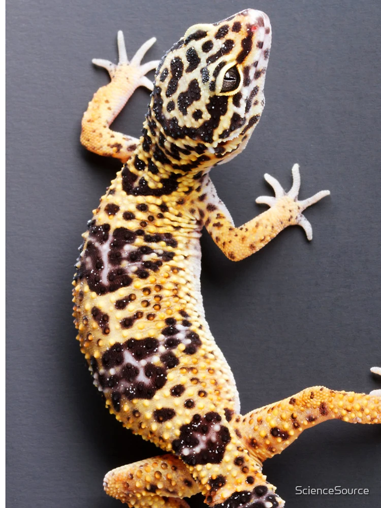 Thumbnail 4 of 4, iPhone Case, Leopard Gecko designed and sold by ScienceSource.