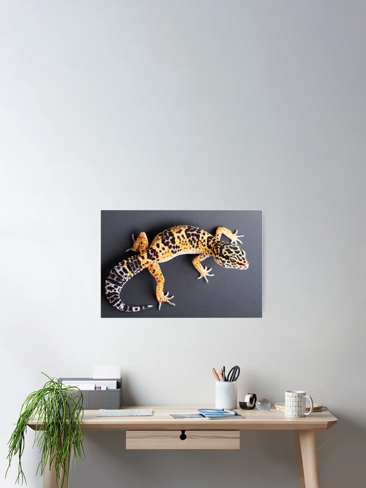 Thumbnail 2 of 3, Poster, Leopard Gecko designed and sold by ScienceSource.