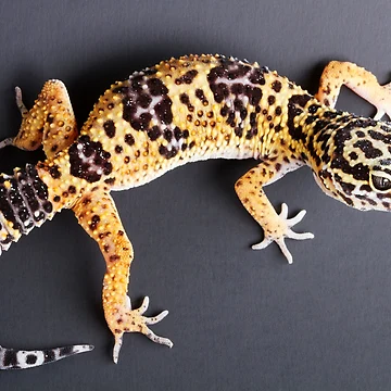 Artwork thumbnail, Leopard Gecko by ScienceSource