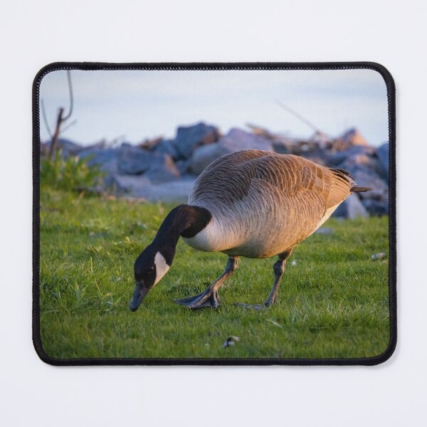 Item preview, Canada Goose designed and sold by Kurt Schaffer.