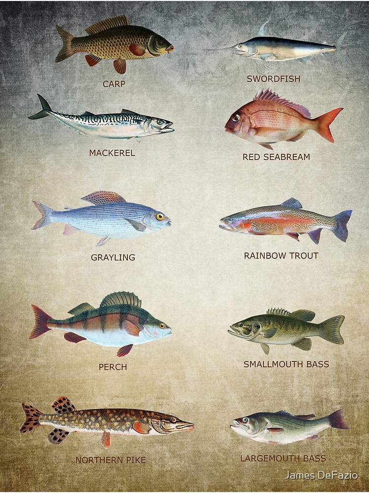 Fish Chart Poster for Sale by James DeFazio