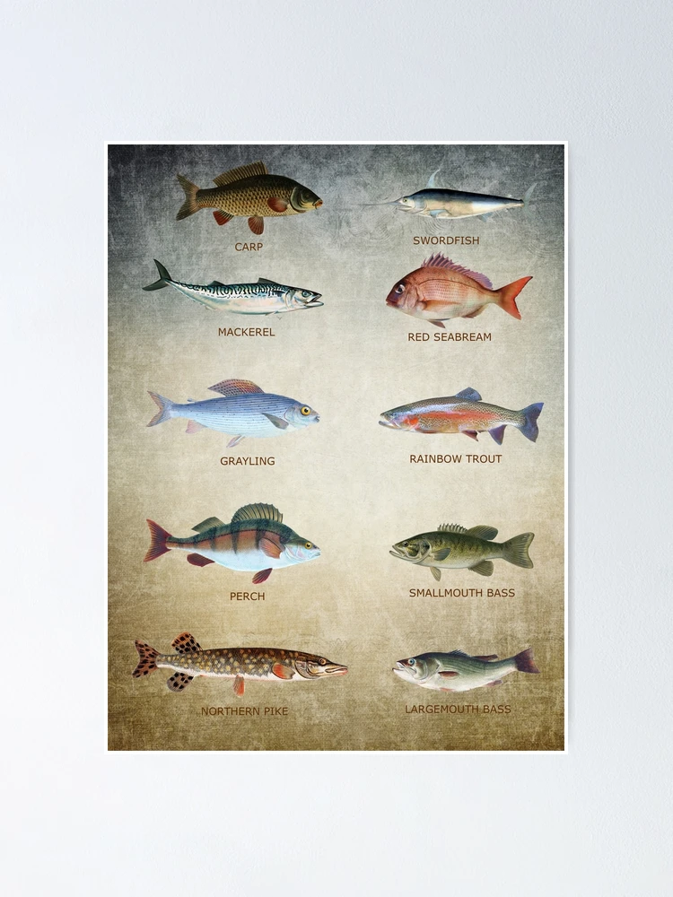 Fish Chart Poster for Sale by James DeFazio