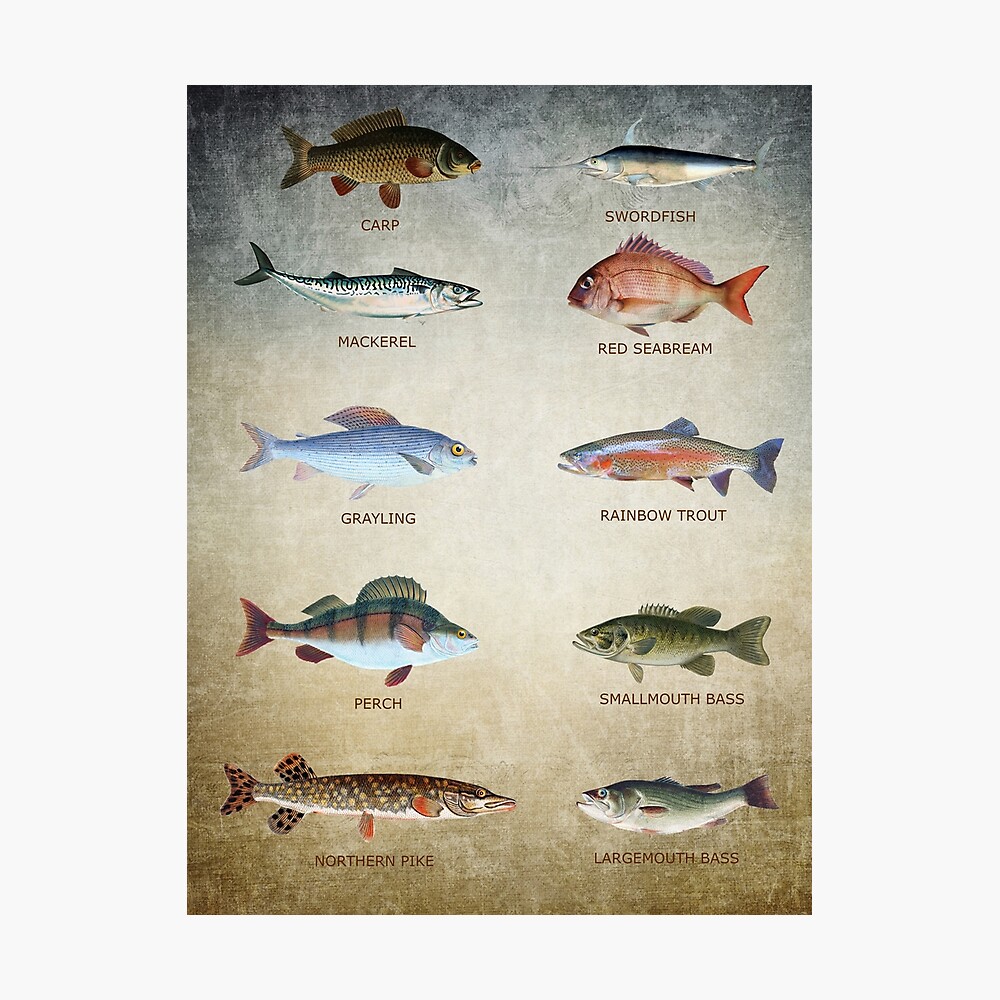Fish Chart Poster for Sale by James DeFazio