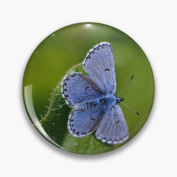 Item preview, Plebejus argus designed and sold by iago rodriguez dopico.