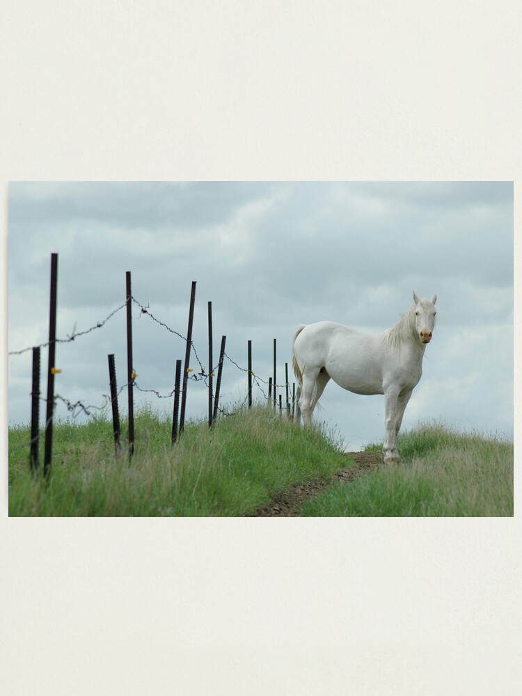 Alternate view of Little Horse on the Prairie Photographic Print