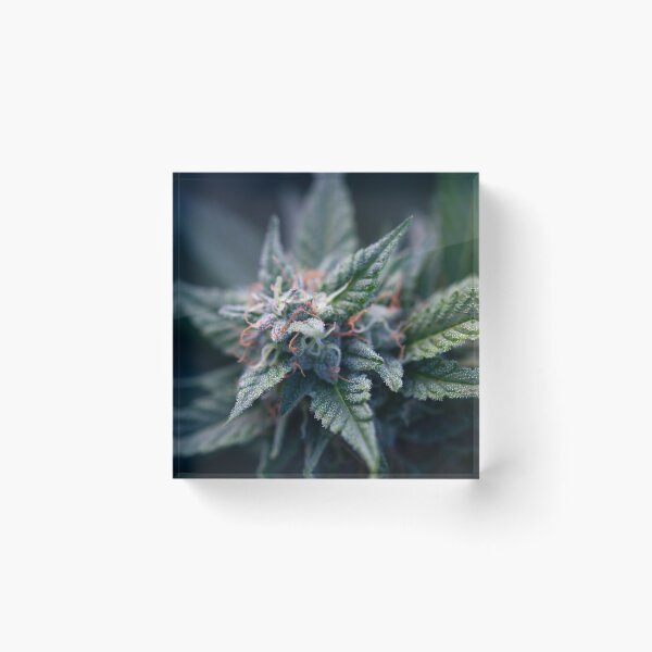 Item preview, Untitled designed and sold by DevilsLettucePh.