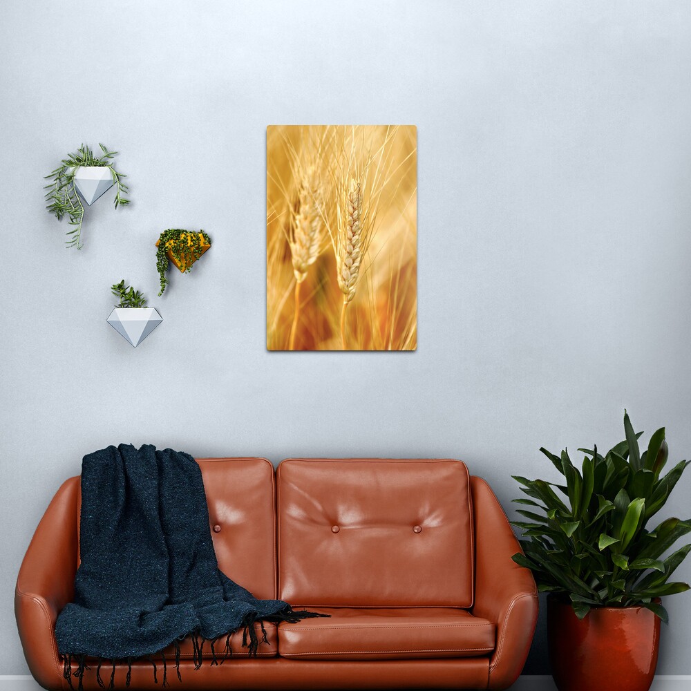 Durum Wheat Metal Print