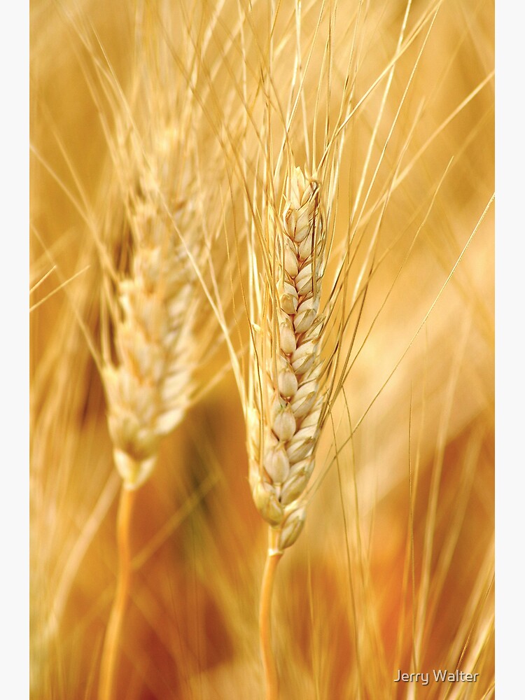 Durum Wheat by jwwalter
