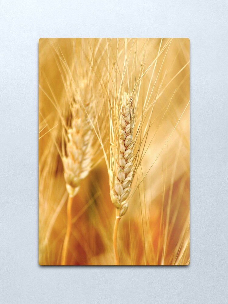 Alternate view of Durum Wheat Metal Print