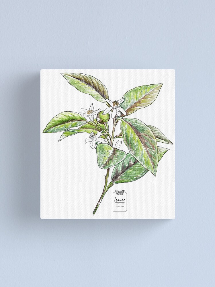 Aperçu 1 sur 3. Impression sur toile avec l'œuvre CITRONNIER créée et vendue par IsaureEcartfixe.