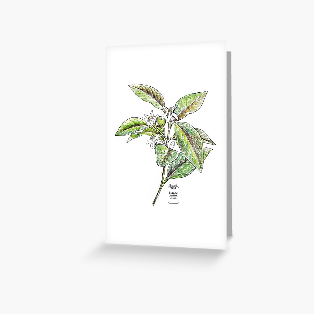 Aperçu de l'œuvre Carte de vœux créée et vendue par IsaureEcartfixe.