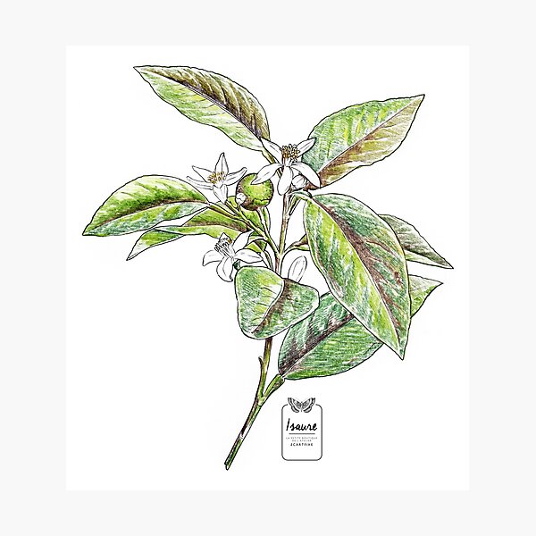 LEMON Photographic Print