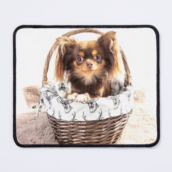 Item preview, Eva The Chihuahua designed and sold by Paul Thompson Photography.