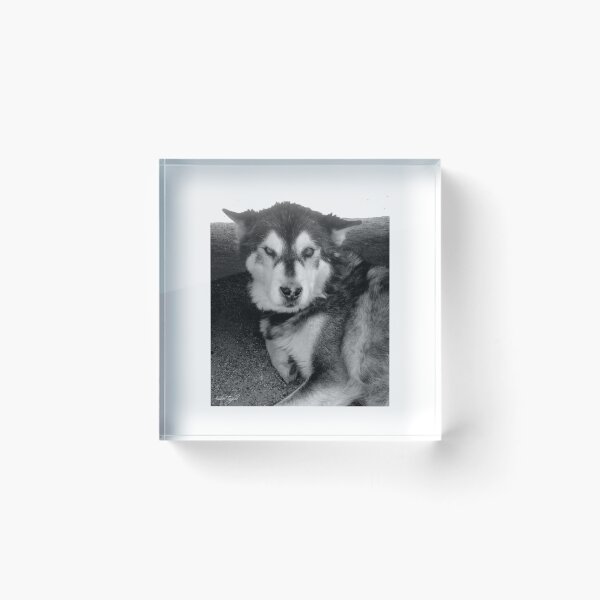 Item preview, Hazy Husky designed and sold by GhostHorsePhoto.