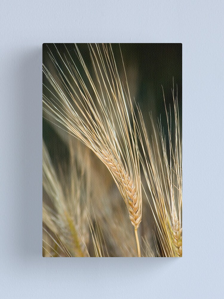Thumbnail 2 of 3, Canvas Print, Wheat Heads designed and sold by Jerry Walter.