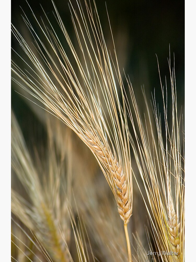 Thumbnail 3 of 3, Canvas Print, Wheat Heads designed and sold by Jerry Walter.