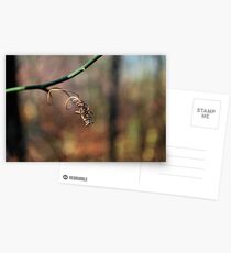 corkscrew Postcards