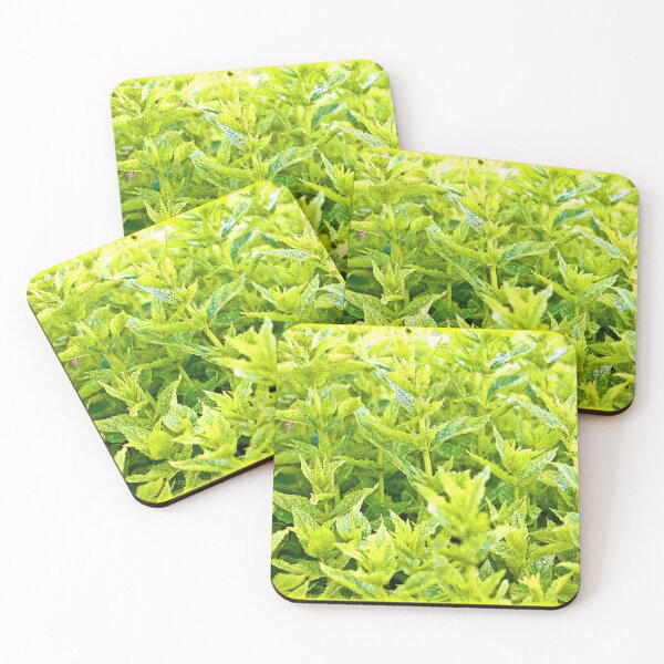 Item preview, "Mint Plants" Cute Photo. Buy Now designed and sold by Health And Fitness Posts e-Store.