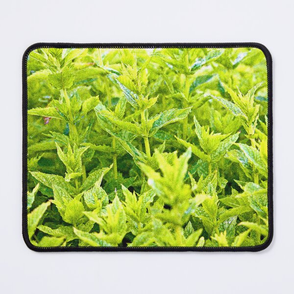 Item preview, "Mint Plants" Cute Photo. Buy Now designed and sold by Health And Fitness Posts e-Store.
