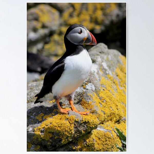 Item preview, On the Isle of Lunga designed and sold by Tom Page.