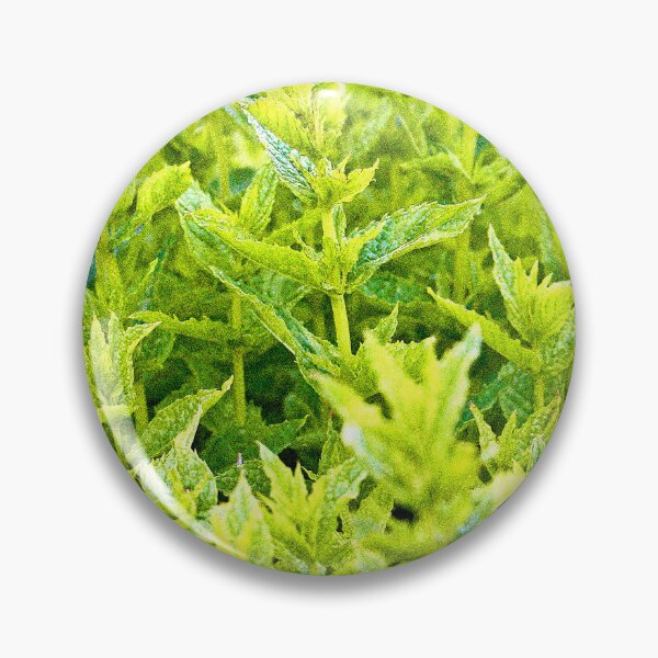 Item preview, "Mint Plants" Cute Photo. Buy Now designed and sold by Health And Fitness Posts e-Store.
