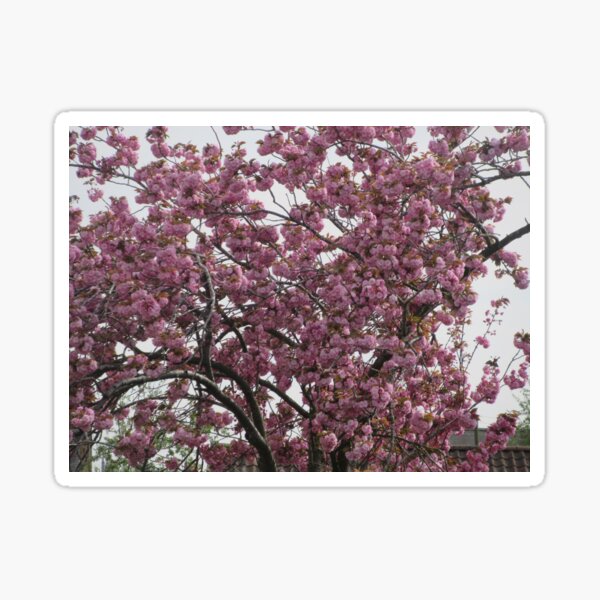 Springtime Blossom Sticker